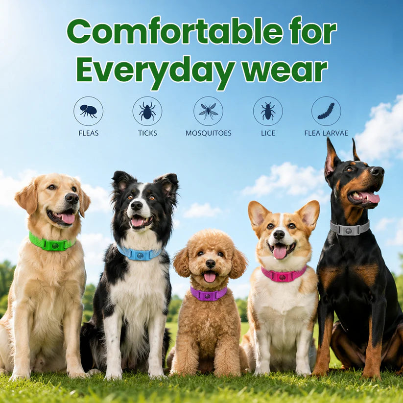 Timilk® Petlavo 12-Month Flea & Tick Collar 🐶 — Say Goodbye to Fleas & Ticks 💨, Keep Your Dog Comfortable 🌿, Long-Lasting Protection ✅